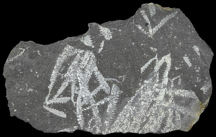 Fossil Graptolites (Didymograptus) - Great Britain #68002
